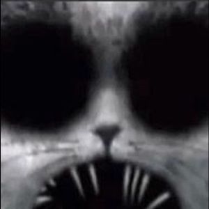 Meet your Posher, Troy